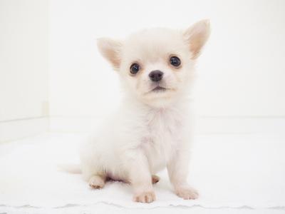 animal_image