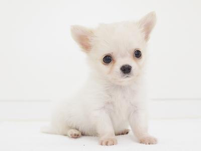 animal_image