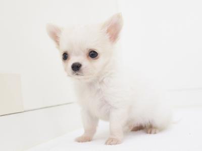 animal_image