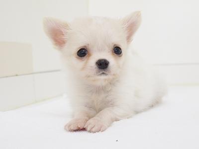 animal_image