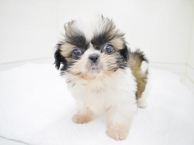animal_image