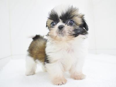 animal_image