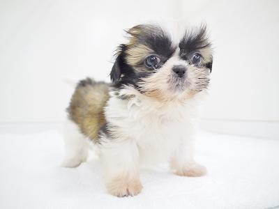 animal_image