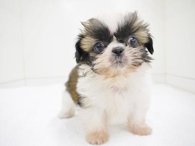 animal_image