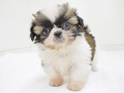 animal_image