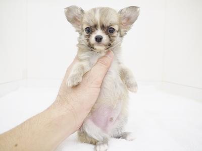 animal_image