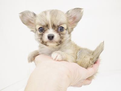 animal_image