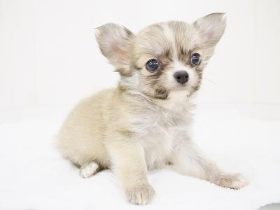 animal_image