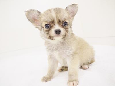 animal_image
