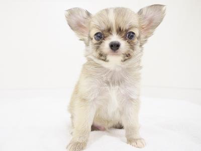 animal_image