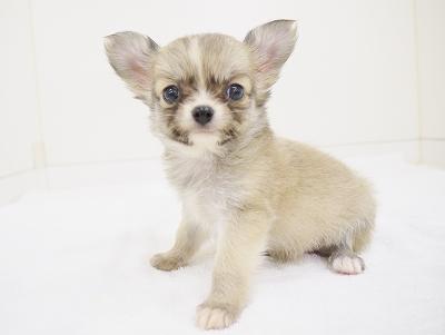 animal_image
