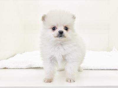 animal_image