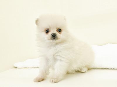 animal_image