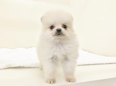 animal_image
