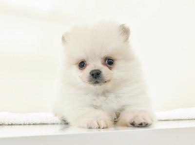 animal_image