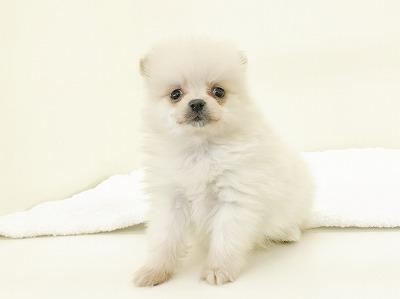 animal_image
