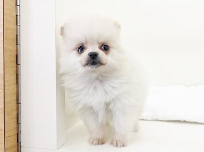 animal_image