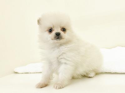 animal_image