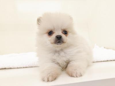 animal_image