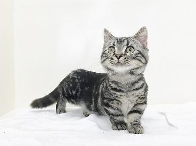 animal_image