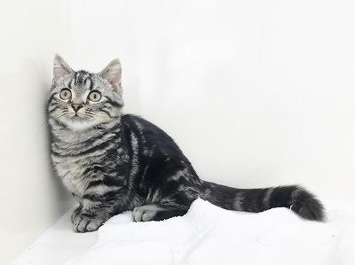 animal_image