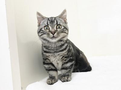 animal_image