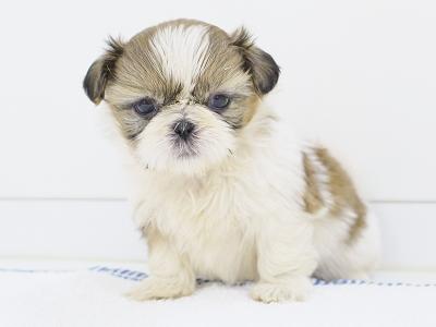 animal_image