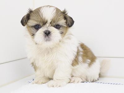 animal_image