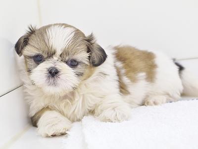 animal_image
