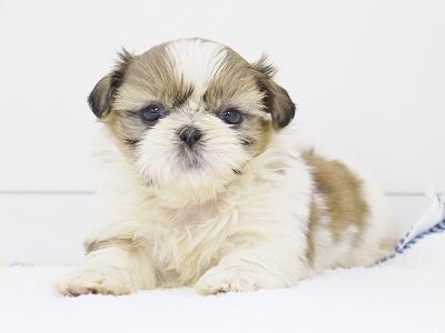 animal_image