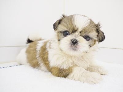 animal_image
