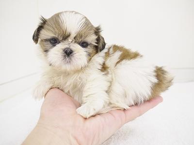 animal_image