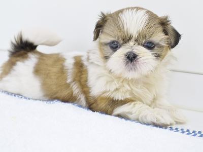 animal_image