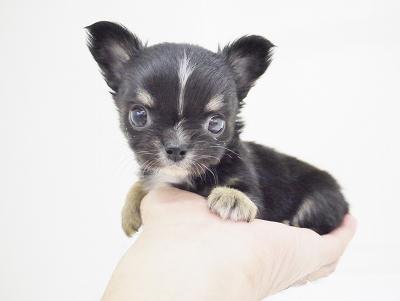animal_image