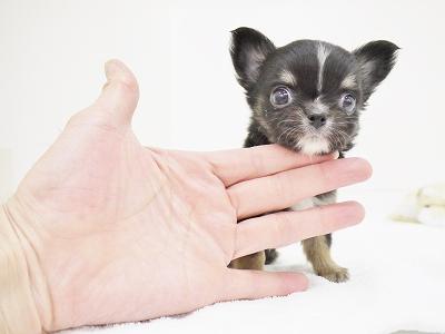 animal_image