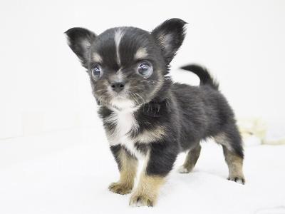 animal_image