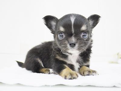 animal_image