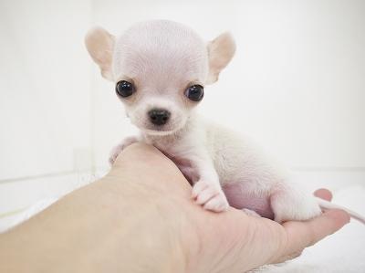 animal_image