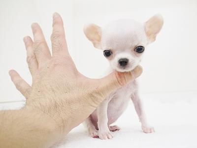 animal_image