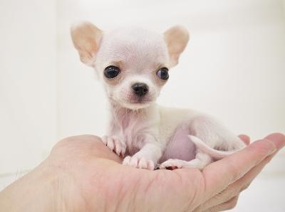 animal_image