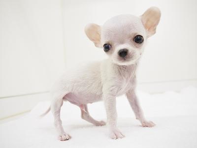 animal_image