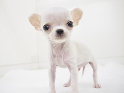 animal_image