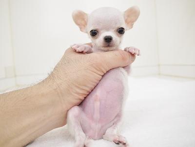 animal_image