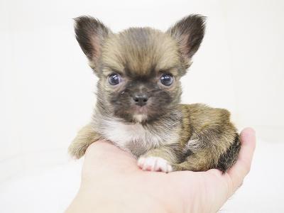 animal_image