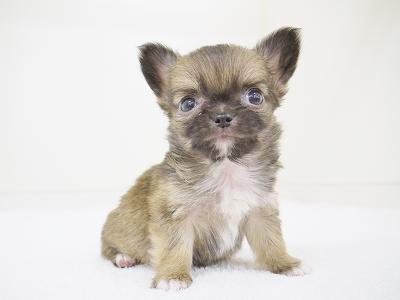 animal_image