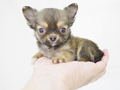 animal_image