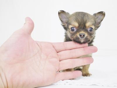 animal_image