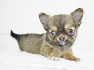 animal_image