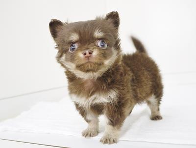 animal_image