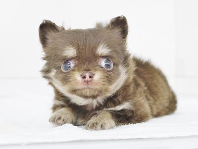 animal_image